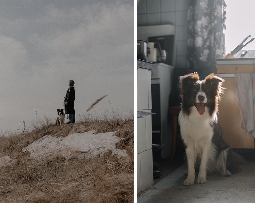Border Collie