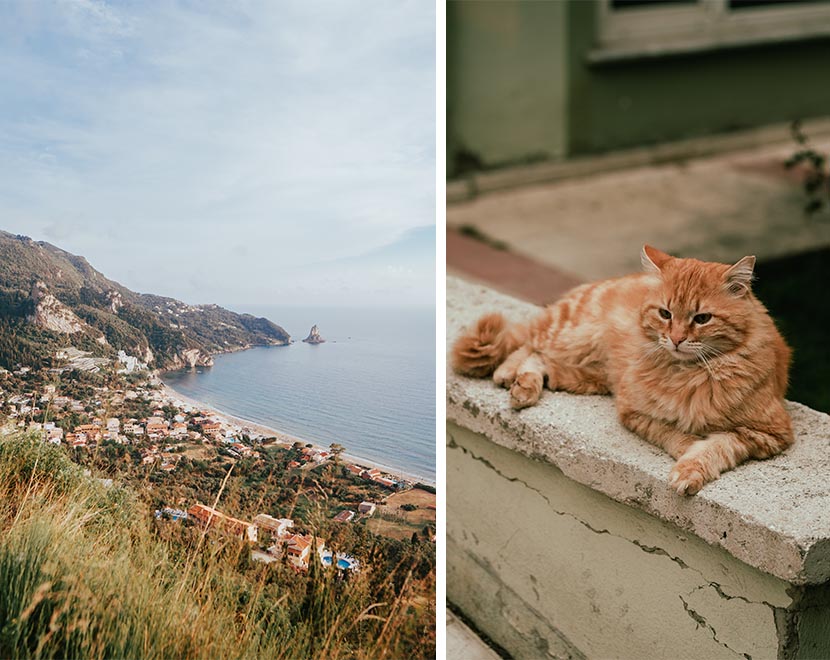 Orange cat
